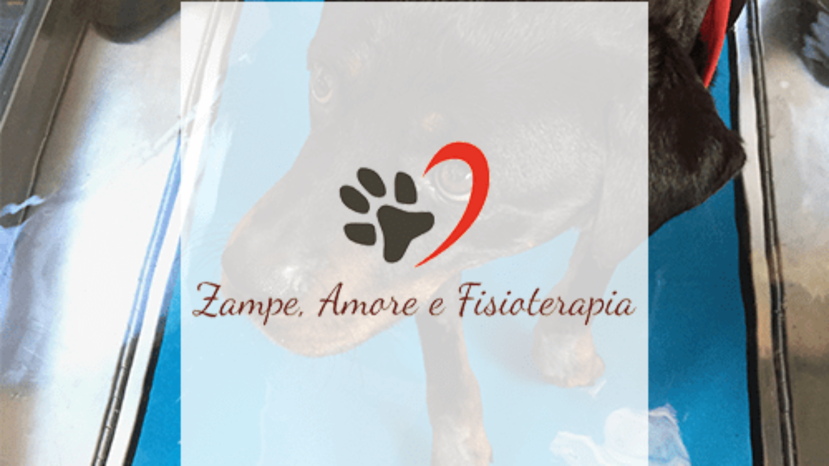 zampe-amore-fisioterapia